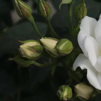 Rosa Blanc Meillandecor® - fehér - virágágyi floribunda rózsa