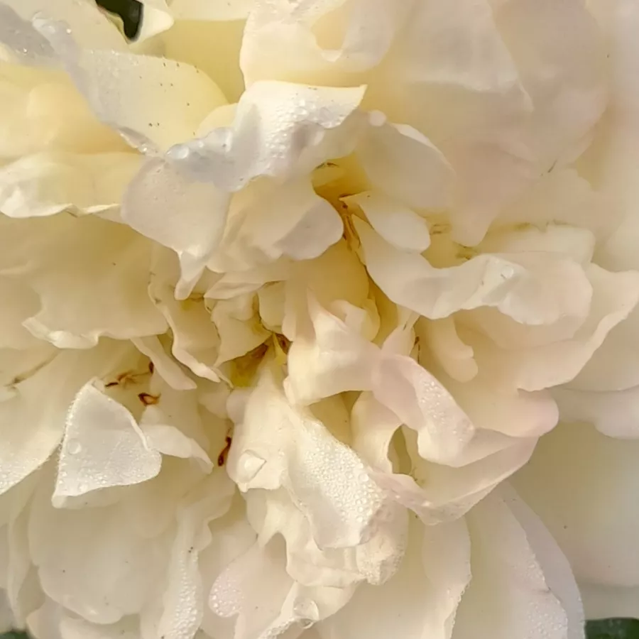 Floribunda - Roza - Blanc Meillandecor® - Na spletni nakup vrtnice