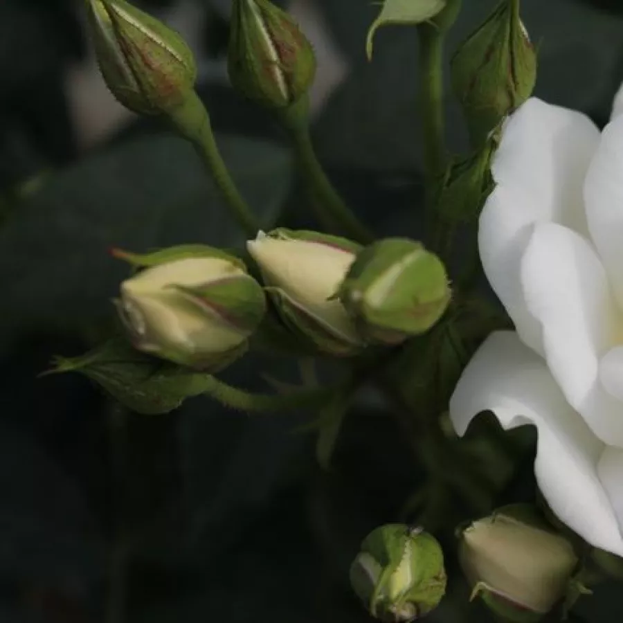 Trandafiri pomisor - Trandafir copac cu trunchi înalt – cu flori în buchet - Trandafiri - Blanc Meillandecor® - 