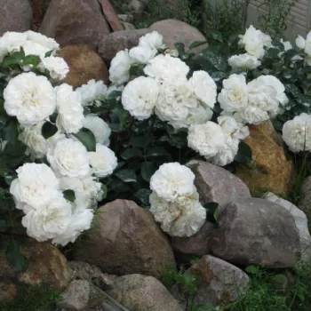 Biały - róża pienna - Róże pienne - z kwiatami bukietowymi