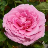 Rózsaszín - nosztalgia rózsa - Online rózsa vásárlás - Rosa Miranda™ - intenzív illatú rózsa - szegfűszeg aromájú