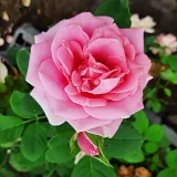 Nosztalgia rózsa - rózsaszín - intenzív illatú rózsa - szegfűszeg aromájú - Rosa Miranda™ - Online rózsa rendelés