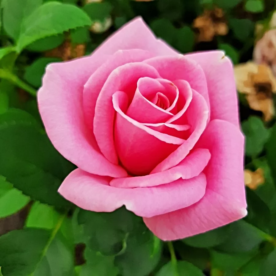 Rózsaszín - Rózsa - Miranda™ - Online rózsa rendelés