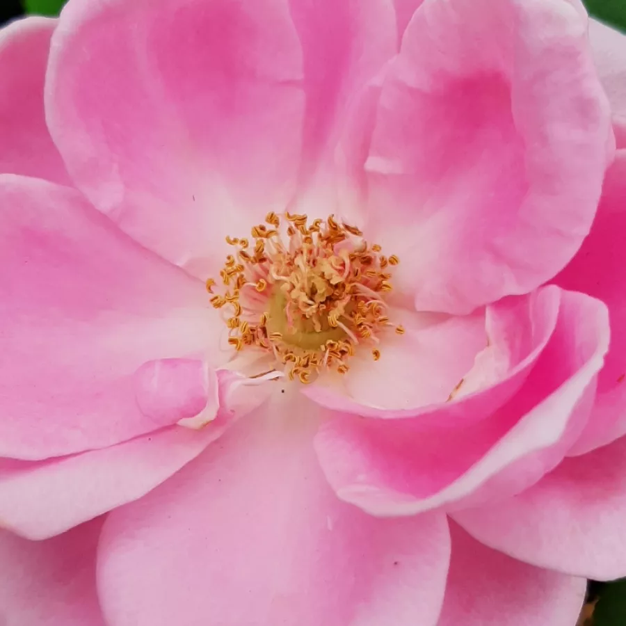 Romantica, Shrub - Rosa - Miranda™ - Comprar rosales online