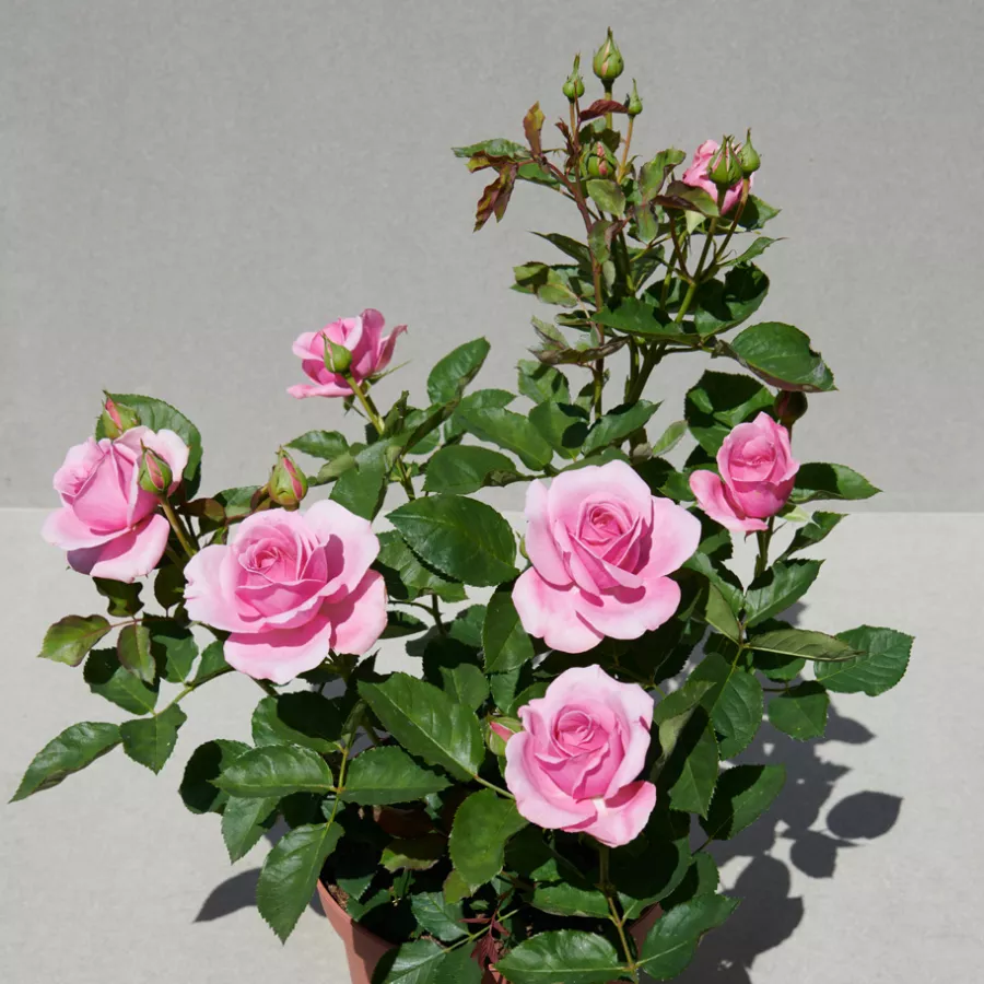 120-150 cm - Rosa - Miranda™ - rosal de pie alto