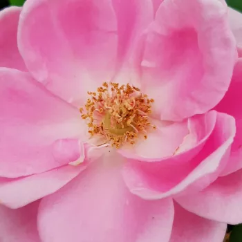 Rózsa rendelés online - rózsaszín - intenzív illatú rózsa - szegfűszeg aromájú - Miranda™ - nosztalgia rózsa - (80-100 cm)
