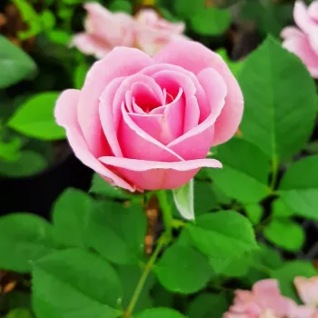Rosa Miranda™ - ružičasta - nostalgija ruža
