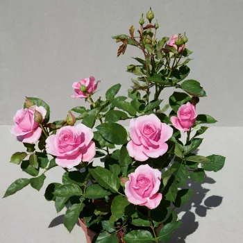 Rózsaszín - nosztalgia rózsa - intenzív illatú rózsa - szegfűszeg aromájú