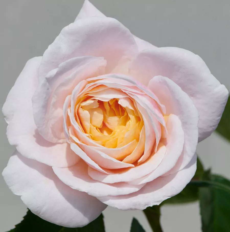 Diskreten vonj vrtnice - Roza - Paolina™ - vrtnice online