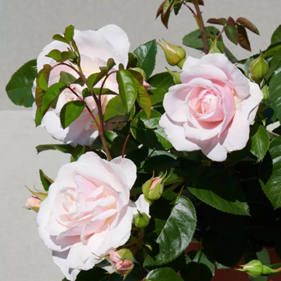 Nostalgična vrtnica - Roza - Paolina™ - vrtnice - proizvodnja in spletna prodaja sadik