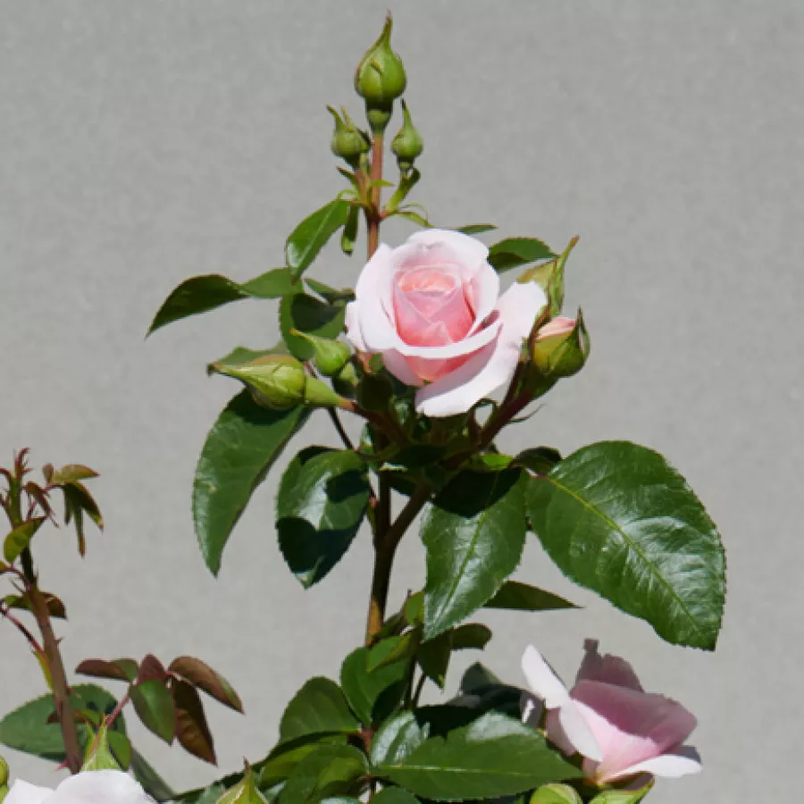 Rosa de fragancia discreta - Rosa - Paolina™ - comprar rosales online