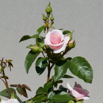 Rosa Paolina™ - rózsaszín - nosztalgia rózsa