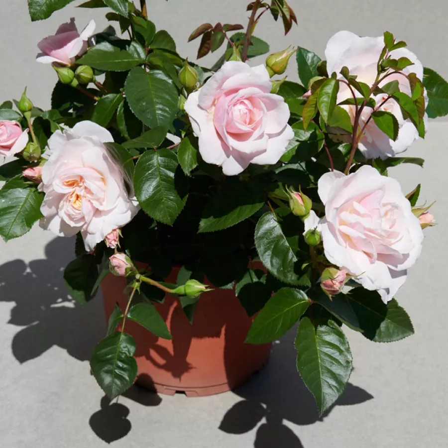 Bukietowe - Róża - Paolina™ - sadzonki róż sklep internetowy - online