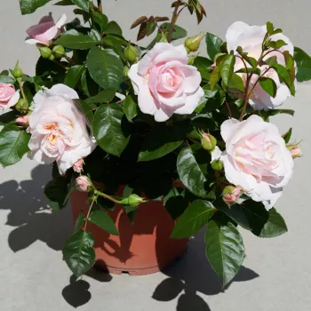 Világos rózsaszín - nosztalgia rózsa - diszkrét illatú rózsa - savanyú aromájú
