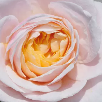 Online rózsa kertészet - rózsaszín - nosztalgia rózsa - diszkrét illatú rózsa - savanyú aromájú - Paolina™ - (80-100 cm)