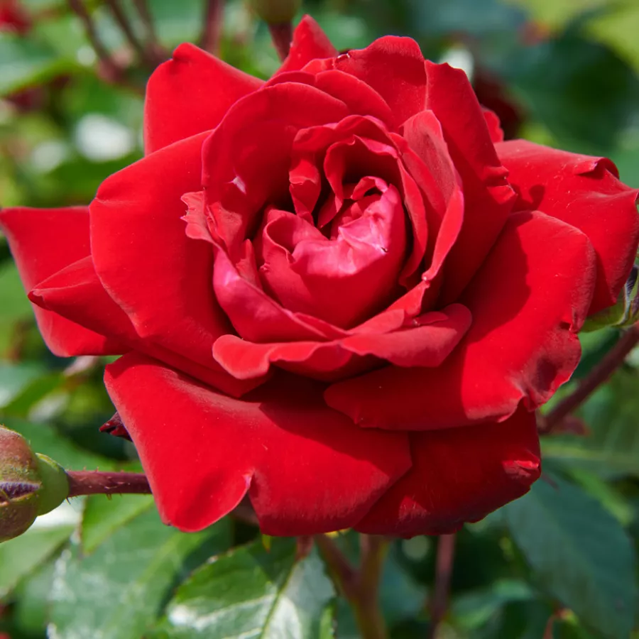 Diskreten vonj vrtnice - Roza - First Class™ - vrtnice online