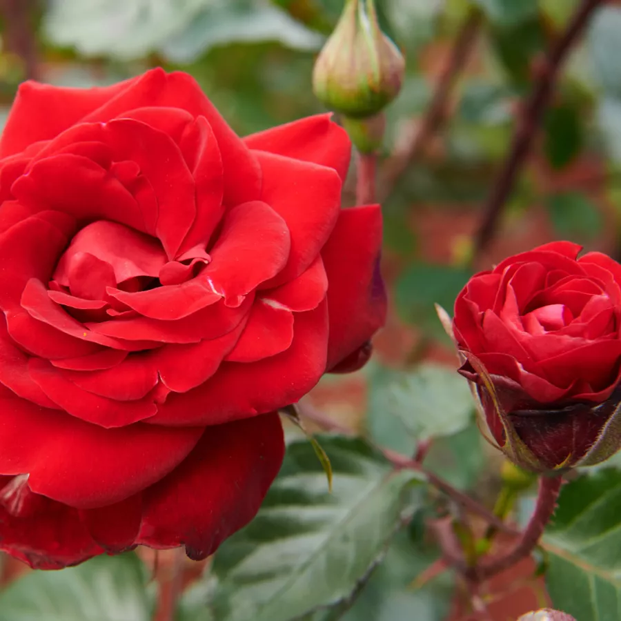 Climber, vrtnica vzpenjalka - Roza - First Class™ - vrtnice online