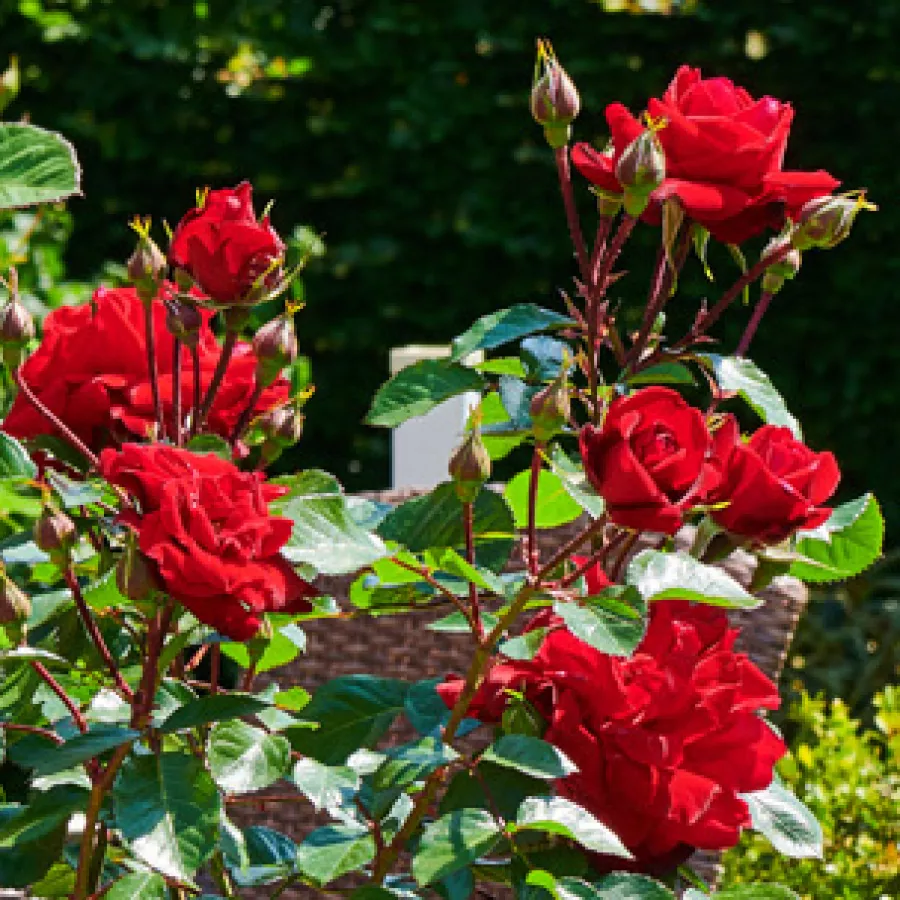 Vörös - Rózsa - First Class™ - online rózsa vásárlás