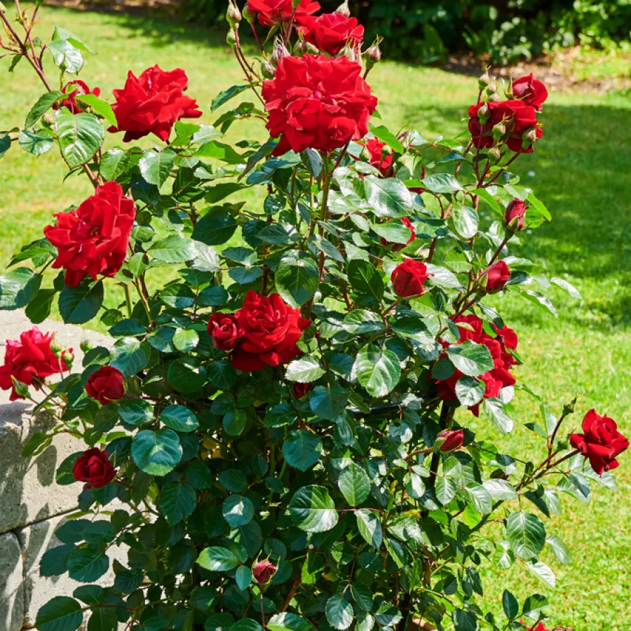 Telt virágú - Rózsa - First Class™ - online rózsa vásárlás