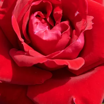 Online rózsa vásárlás - vörös - climber, futó rózsa - diszkrét illatú rózsa - édes aromájú - First Class™ - (150-200 cm)