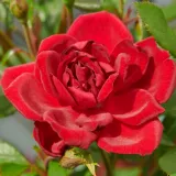 Vörös - virágágyi floribunda rózsa - Online rózsa vásárlás - Rosa Splendid™ - diszkrét illatú rózsa - gyümölcsös aromájú