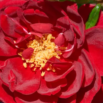 Online rózsa vásárlás - vörös - virágágyi floribunda rózsa - Splendid™ - diszkrét illatú rózsa - gyümölcsös aromájú - (40-60 cm)