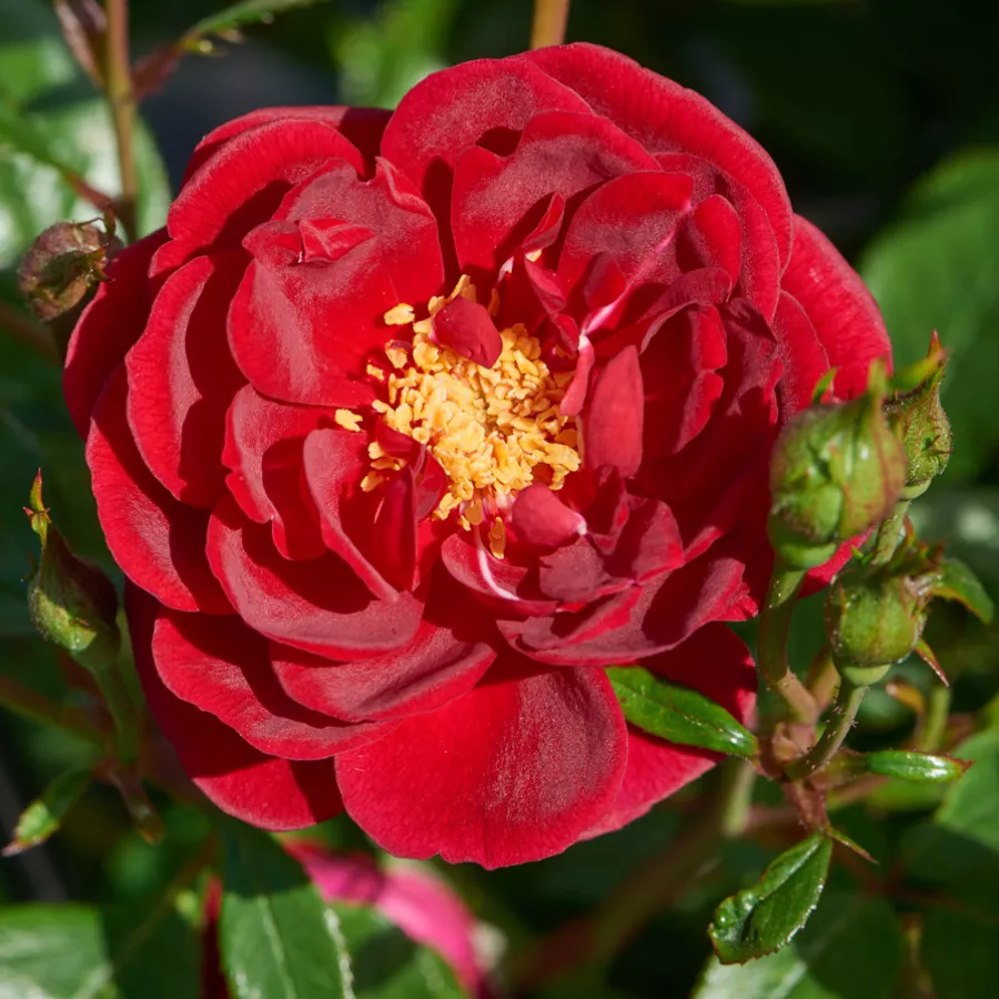 Vörös - Rózsa - Splendid™ - Online rózsa rendelés