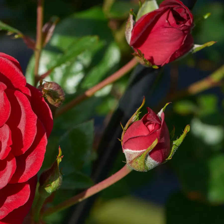 Diszkrét illatú rózsa - Rózsa - Splendid™ - Online rózsa rendelés