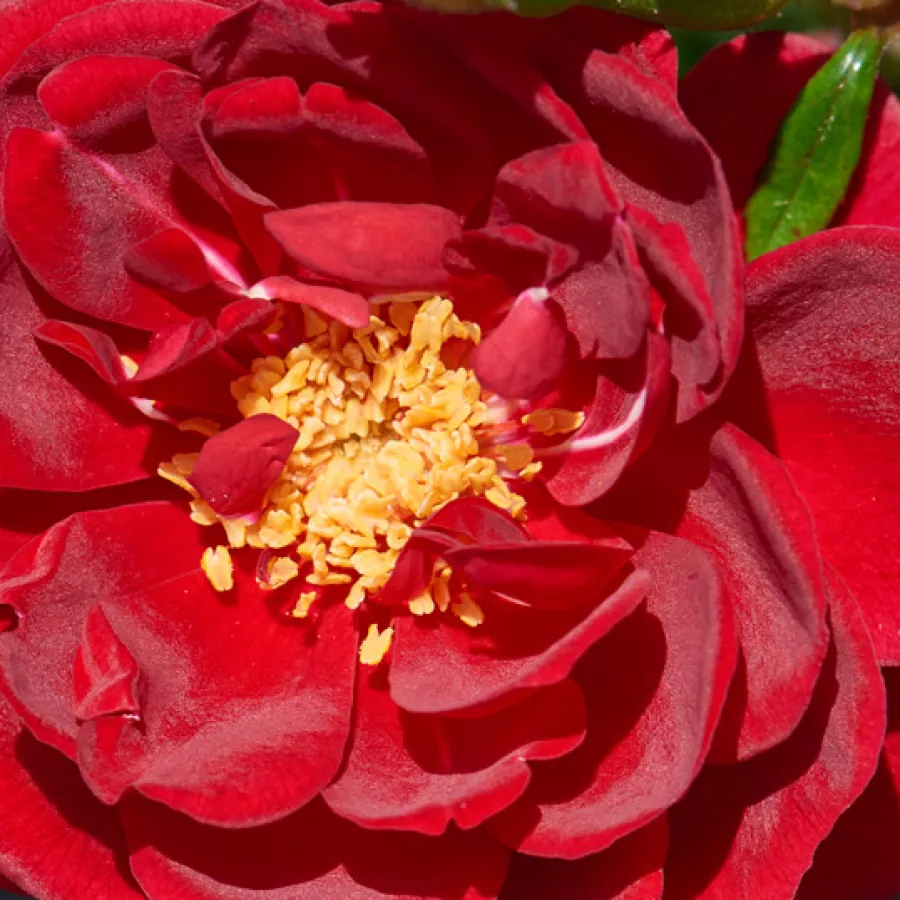 Floribunda, Shrub - Rózsa - Splendid™ - Online rózsa rendelés