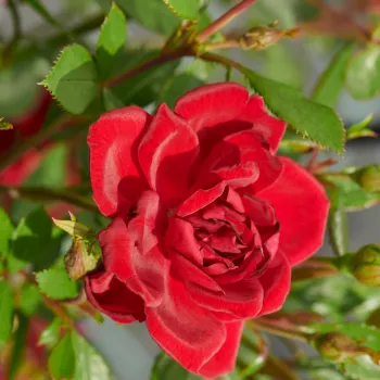 Vörös - as - diszkrét illatú rózsa - gyümölcsös aromájú