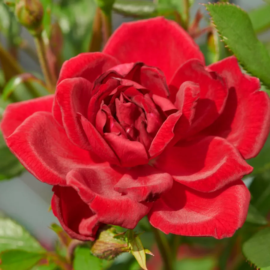 Jarko crvena - Ruža - Splendid™ - naručivanje i isporuka ruža