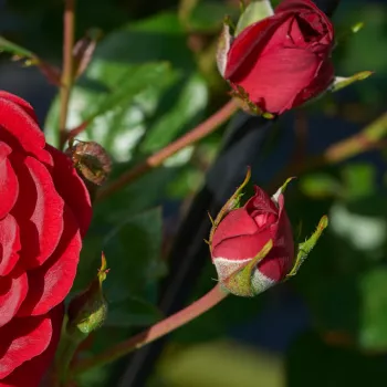 Rosa Splendid™ - vörös - virágágyi floribunda rózsa