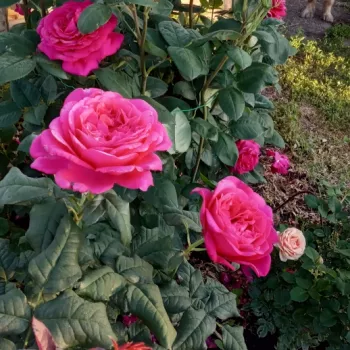 Két tónusú hatás: belül közép -mély málnarózsaszín, kívül magenta–lila árnyalattal. - teahibrid rózsa - Erős, messziről érezhető illatú rózsa - édesen fűszeres aromájú