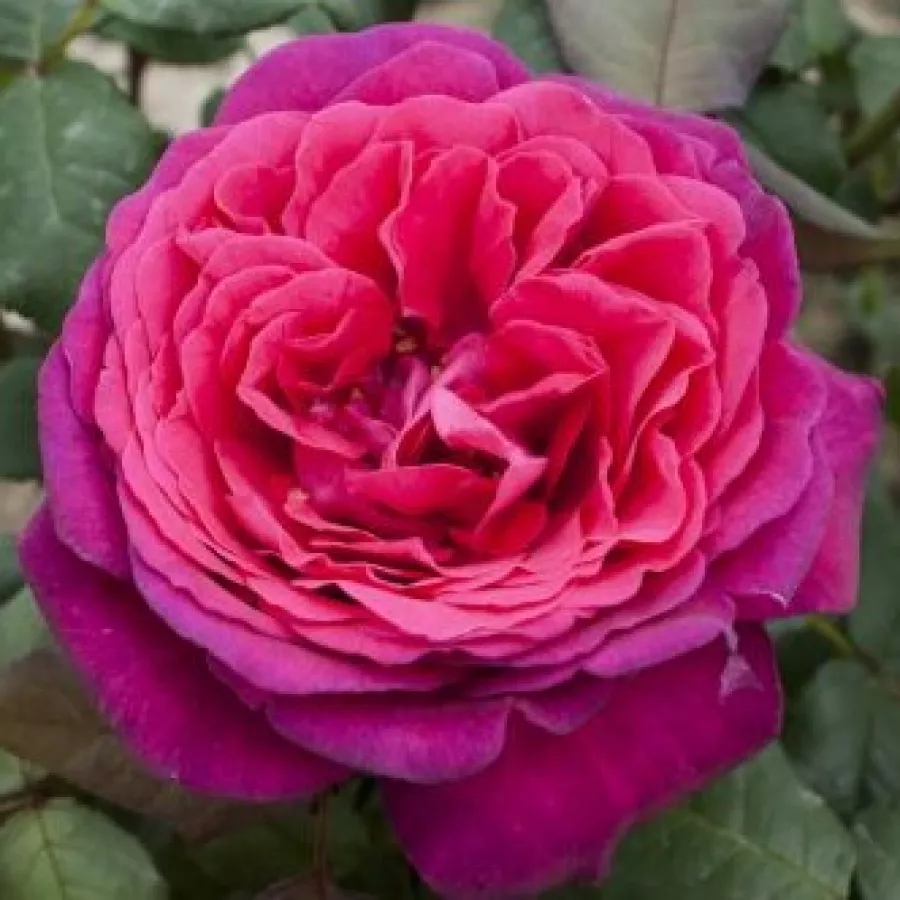 Intenzív illatú rózsa - Rózsa - Red Goldfluss - kertészeti webáruház