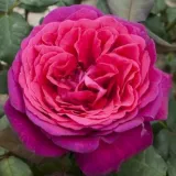 Vörös - Rosa Red Goldfluss - teahibrid rózsa - online rózsa vásárlás - intenzív illatú rózsa - méz aromájú