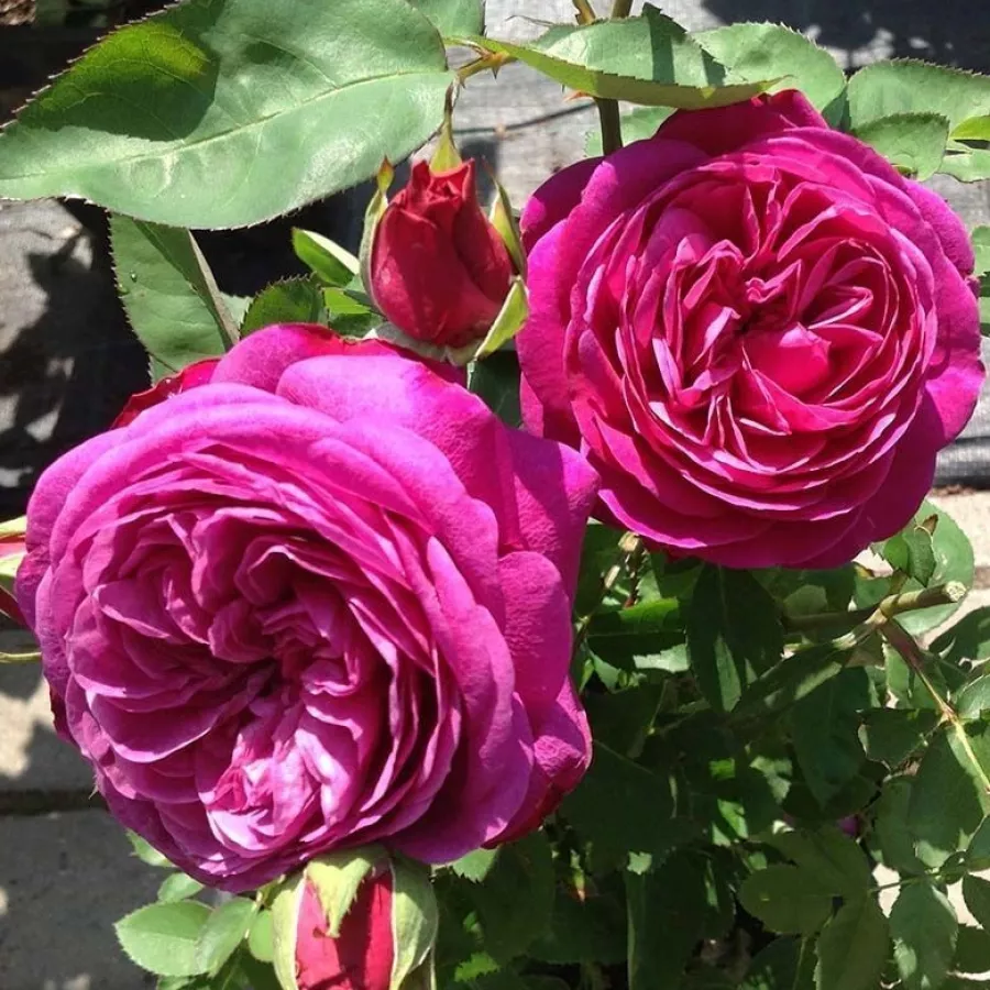 Teahibrid rózsa - Rózsa - Red Goldfluss - kertészeti webáruház