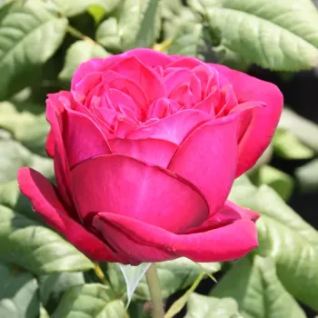 Rosa Red Goldfluss - rdeča - vrtnice čajevke