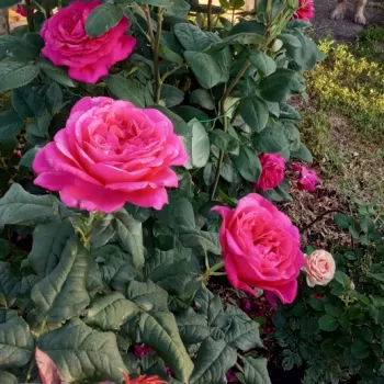 Karminrot - dunkelrosa farbton - edelrosen - teehybriden - rose mit intensivem duft - moschusmalve-aroma