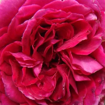 Rózsa rendelés online - teahibrid rózsa - intenzív illatú rózsa - méz aromájú - Red Goldfluss - vörös - (90-120 cm)