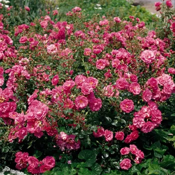 Lebendige rosa Farbnuance mit leichtem himbeerrotem Einschlag. - floribunda beetrose - sehr schwach, kaum wahrnehmbar duftende rose - diskret, neutraler charakter