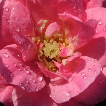 Rosen Online Gärtnerei - rosa - sehr schwach, kaum wahrnehmbar duftende rose - Footloose ™ - floribunda beetrose - (70-110 cm)