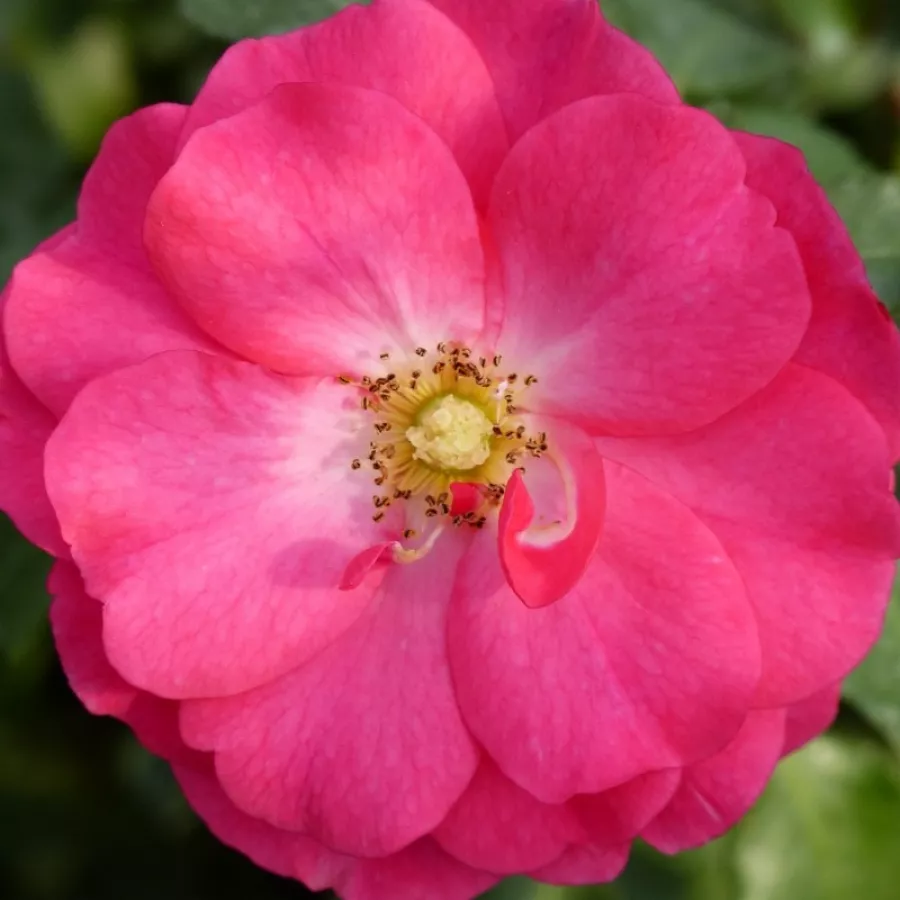 Nem illatos rózsa - Rózsa - Footloose ™ - kertészeti webáruház