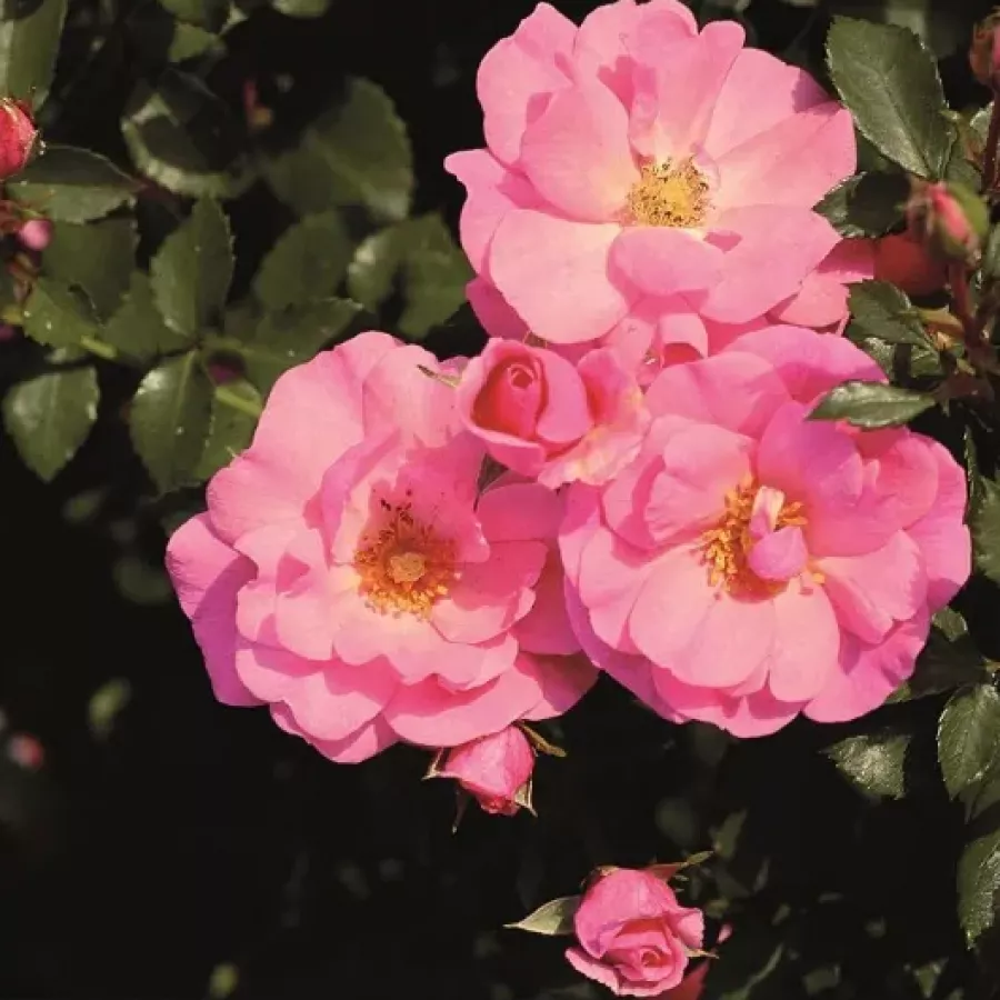 Ruža pokrivačica tla - Ruža - Footloose ™ - sadnice ruža - proizvodnja i prodaja sadnica