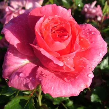 Rosa Footloose ™ - ružičasta - ruža pokrivačica tla
