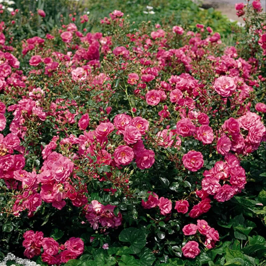 ROSALES TAPIZANTES - Rosa - Footloose ™ - comprar rosales online