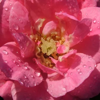 Sklep internetowy róż - różowy - róża okrywowa - róża bez zapachu - Footloose ™ - (80-100 cm)