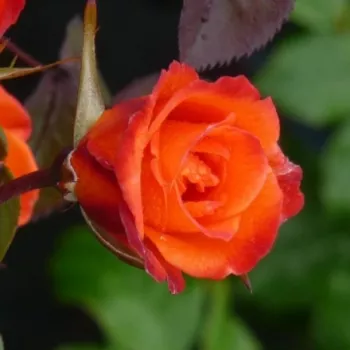 WARM WELCOME – orange Kletterrose - Warner