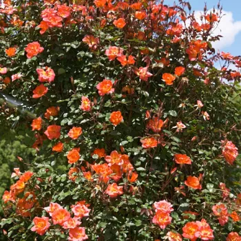 Lebhaftes, warmes Orange mit leichtem goldenen Grundton. - kletterrose, - mild, zurückhaltend duftende rose - frisch, fruchtig