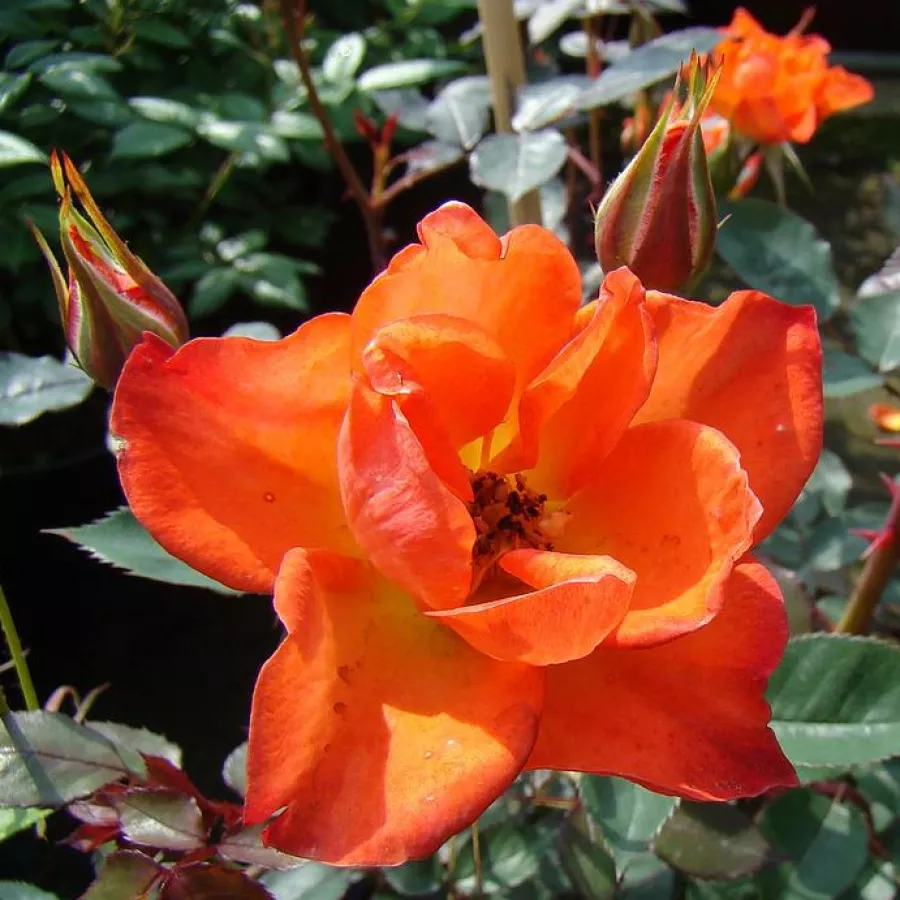 Róża o dyskretnym zapachu - Róża - Warm Welcome - sadzonki róż sklep internetowy - online