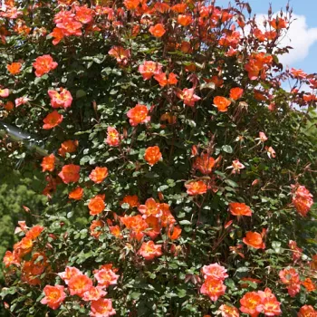Narancssárga - climber, futó rózsa - diszkrét illatú rózsa - -